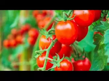Une enfant de 3 ans entre la vie et la mort après avoir mangé une tomate cerise