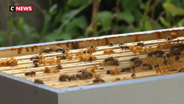 Aisne : des ruches installées chez des particuliers pour lutter contre la disparition des abeilles