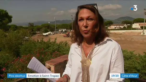 Saint-Tropez : polémique autour de l'abattage de pins parasols