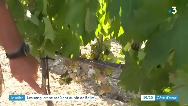 Les sangliers attaquent les vignes des parcelles de Bellet près de Nice
