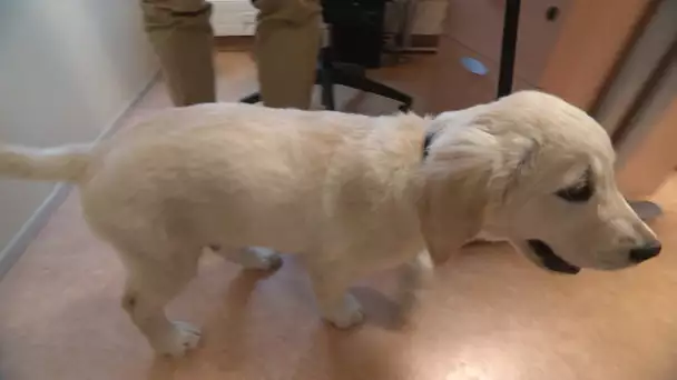 L'entreprise Isagri à Tillé (60) accueille des chiens-guides d'aveugles en devenir
