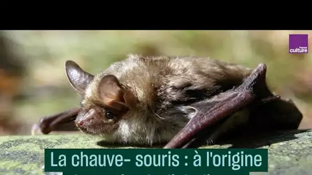 La chauve-souris : à l'origine d'un animal "diabolique" - #CulturePrime