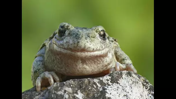Faune et Flore : La grenouille et le crapaud - Documentaire animalier