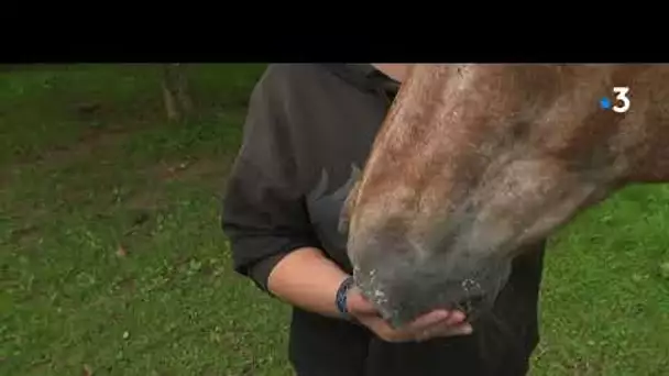 Chevaux mutilés : un groupe Facebook normand pour fédérer toute les bonnes volontés.