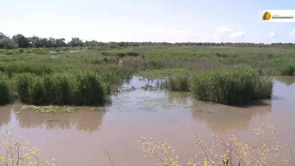 Biodiversité :  l’Île Nouvelle, un morceau de terre en pleine renaissance