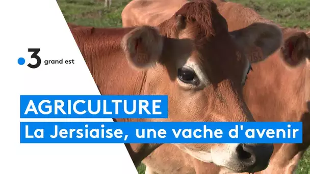 La Jersiaise, une petite vache en pleine expansion pour ses nombreuses qualités