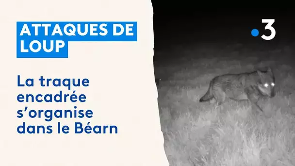 Attaques de loups : un éleveur retrouve ses brebis éventrées, la traque est lancée en Béarn
