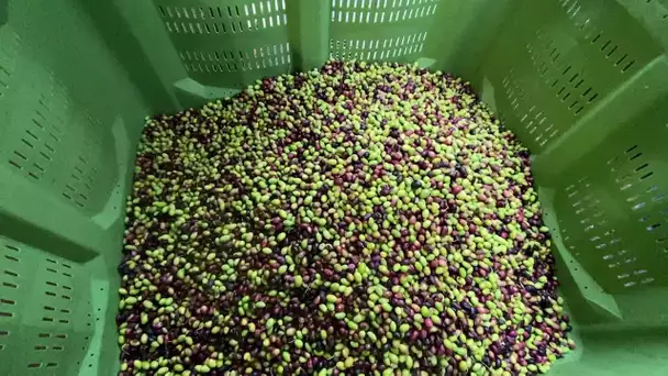 Alpes-Maritimes : la commune du Broc se chauffe avec des... noyaux d'olives !