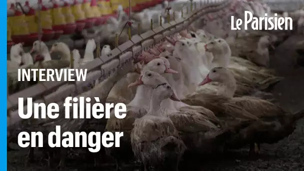 En France, la flambée des cas de grippe aviaire «remet en cause le modèle économique de production»