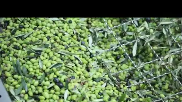 MEDITERRANEO - en Albanie, le pays mise sur les qualités de l’huile d’olive