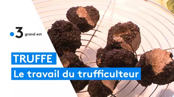 Le travail du trufficulteur avant que la truffe arrive dans les assiettes