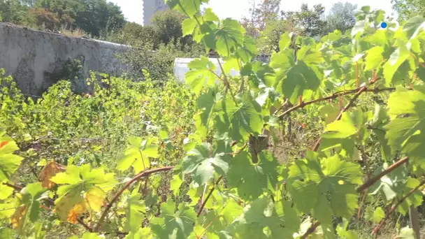 Les murs à pêches de Montreuil : un patrimoine francilien en danger