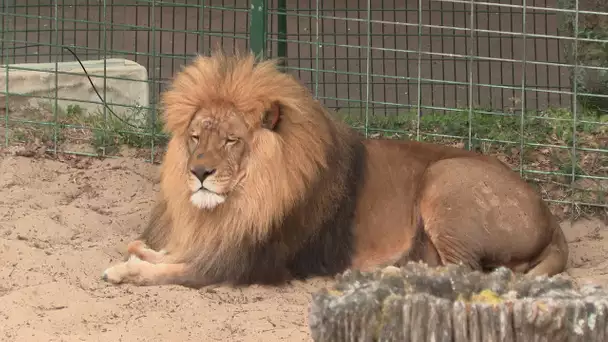 Royan : un nouveau lion accueilli au zoo de la Palmyre