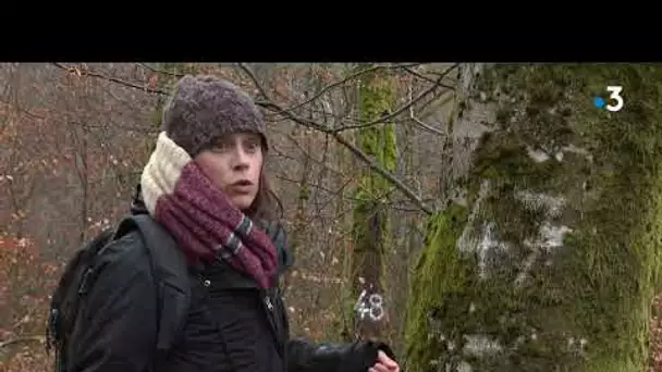 Environnement : des îlots de vieillissement dans les forêts du Jura