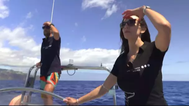 Les baleines de Madère