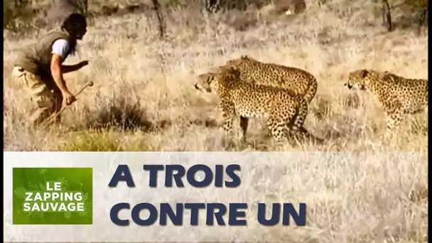 Il affronte trois guépards tout seul - ZAPPING SAUVAGE 28