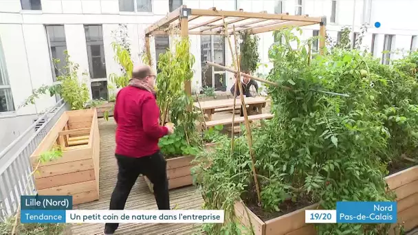 Développer la nature en entreprise, l'exemple de l'Arbraculture à Lille