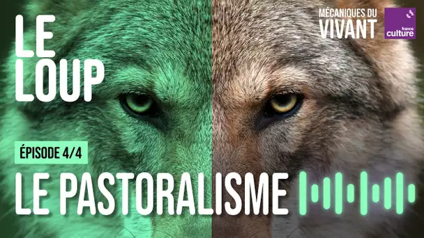 Loup vs élevage : comprendre cette guerre - Mécanique du vivant, le loup épisode 4/4