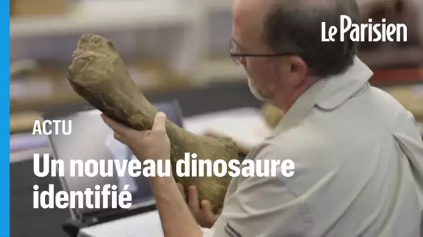 L’Australotitan, l’un des plus grands dinosaures au monde retrouvé en Australie