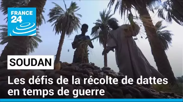 Soudan : les défis de la récolte de dattes en temps de guerre • FRANCE 24