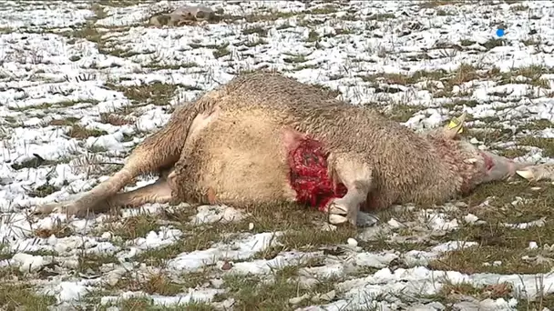 attaque de loup à Ancelle