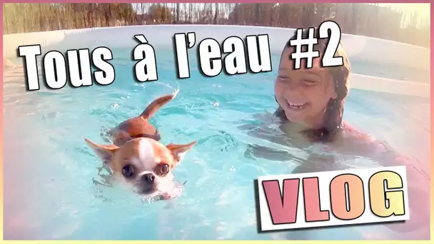 Chiens à l&#039;eau #2 , les chihuahua vont à la piscine aussi !