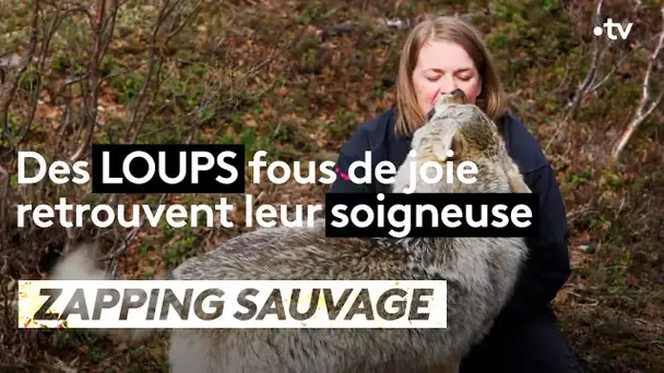 Des loups fous de joie retrouvent leur soigneuse - ZAPPING SAUVAGE