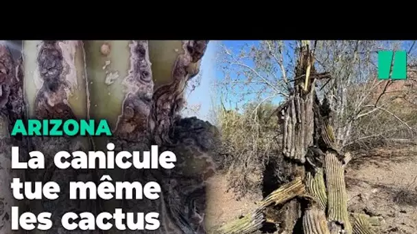 Même ces cactus mythiques ne supportent plus les conditions climatiques en Arizona