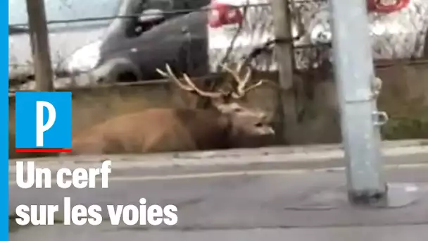 Chantilly  : poursuivi par une meute de chiens, un cerf trouve refuge dans la gare
