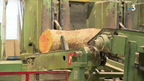 Dans le Jura, des chênes transformés gratuitement en poutres pour rebâtir Notre-Dame de Paris