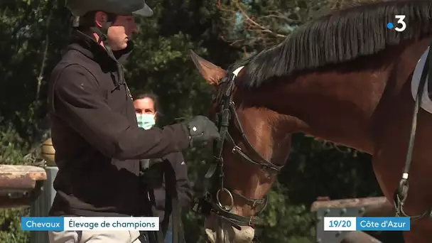 Les écuries Massa aux Arc-sur-Argens : deuxième meilleur élevage au monde