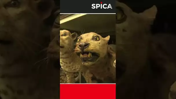 Animaux de plus de 3 siècles : étonnant ! 😯🐾 #shorts