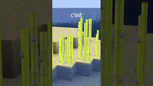 J'ai transformé les Canne à Sucres de Minecraft en Spaghettis...