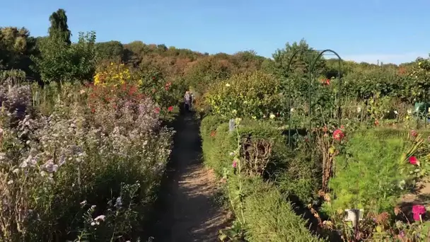 Le renouveau du potager