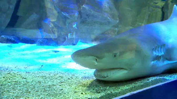 Gard : le seaquarium obtient le label "centre de culture scientifique"