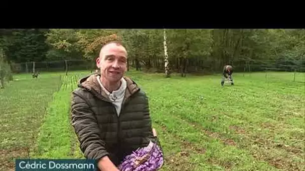 Rencontre avec Cédric Dossmann, l'un rares safraniers de la région