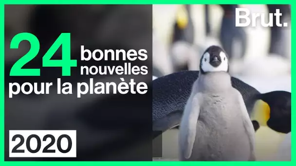 24 bonnes nouvelles pour la planète en 2020