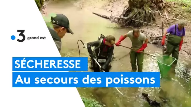 Sécheresse : au secours des poissons des rivières