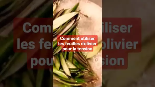 Comment utiliser les feuilles d'Olivier pour la tension