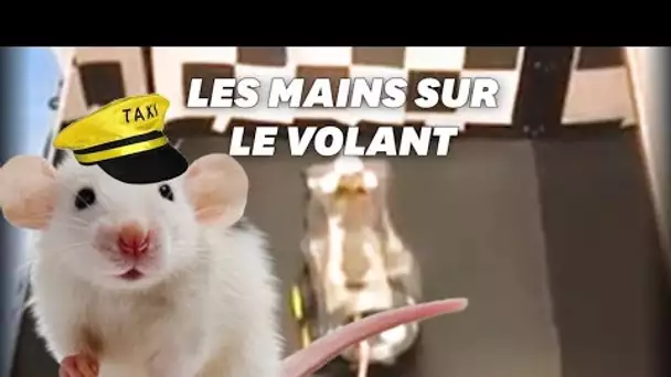Ces rats ont appris à conduire pour se nourrir