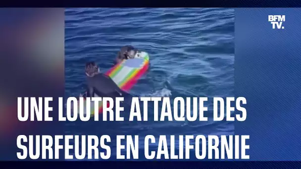 En Californie, cette loutre terrorise des surfeurs et tente de voler leur planche