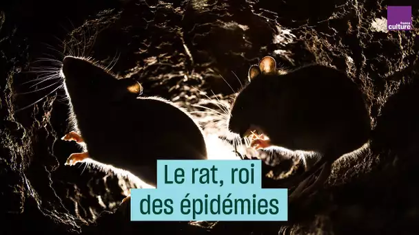 Le rat, roi des épidémies - #CulturePrime