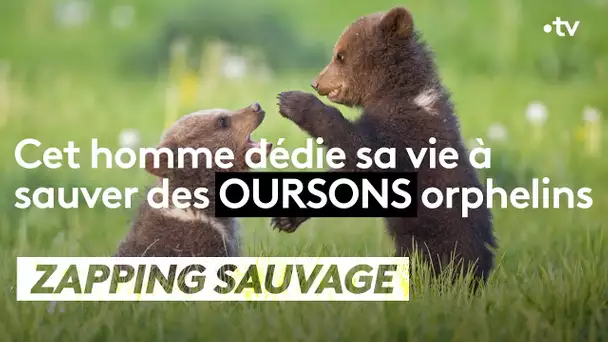 Cet homme dédie sa vie à sauver des oursons orphelins -  ZAPPING SAUVAGE