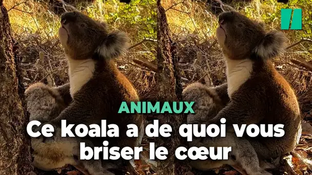 En Australie, ces images d’un koala pleurant la mort de sa compagne ont de quoi vous briser le cœur