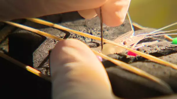 Des crevettes pour surveiller la qualité de l'eau de la Seine