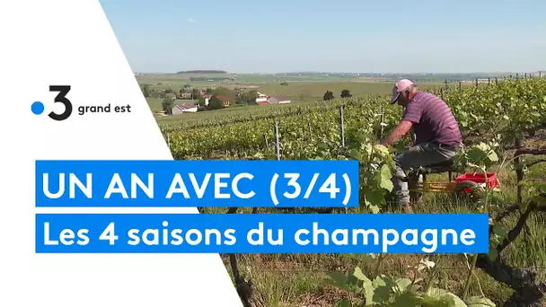 Les 4 saisons du champagne. Episode 3 : le printemps