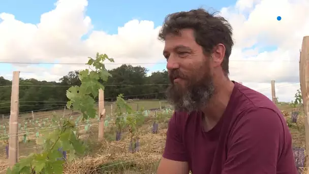 4 amis plantent des vignes dans le secteur de Jarnages en Creuse