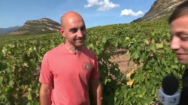 Per sti lochi in u Nebbiu, épisode 4 : Viticulture