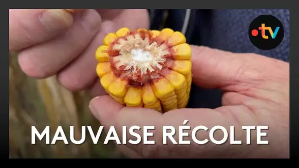 Agriculture : une année calamiteuse pour le maïs