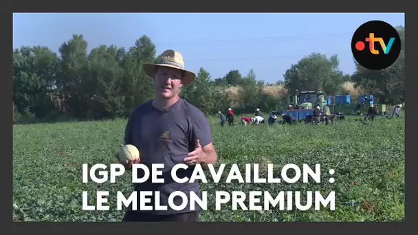 Le retour du melon de Cavaillon labellisé IGP